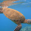 Sea Turtle