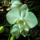 Orchid