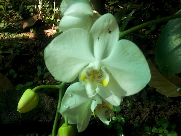 Spotting Image 1