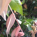 Assassin bug
