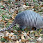 Nine-banded Armadillo