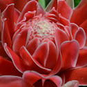Philippine Wax Flower