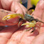 Fiddler Crab