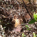 Groundhog