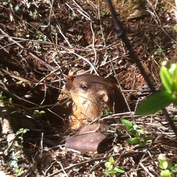 Spotting Image 1