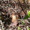 Groundhog