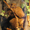 Greater Bushbaby