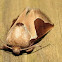 Skiff Moth
