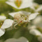 Crab Spider