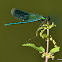 Banded Demoiselle