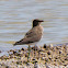Collared Pratinole; Canastera