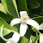 Flor de azahar. Mandarino