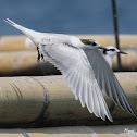 Black nape Tern - Juvenile