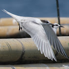Black nape Tern - Juvenile