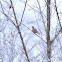 Mourning Dove
