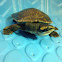 Pink Bellied Sideneck Turtle