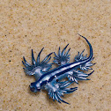 Atlantic Glaucus