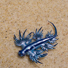 Atlantic Glaucus