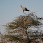 Secretarybird