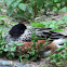 Chiloe Wigeon