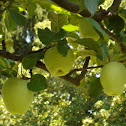 Apple tree