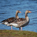 Greylag Goose