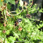 Carolina Chickadee