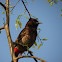 Common Bulbul