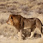 African lion