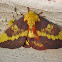 Citheronia laocoon