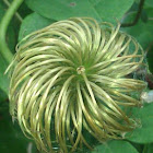 Clematis seedhead