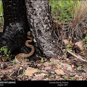 Arizona Ridgenosed Rattlesnake