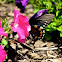 Pipevine Swallowtail