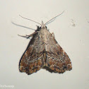 Moth