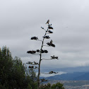 American Kestrel