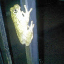 Green Tree frog