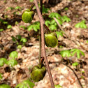 Paw Paw