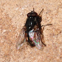 house fly