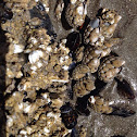 Goose barnacle