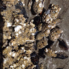 Goose barnacle