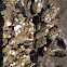 Goose barnacle