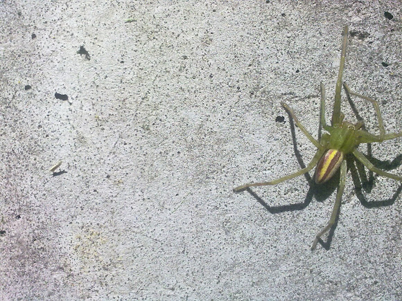 Spotting Image 1