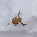 Crab spider