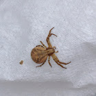 Crab spider