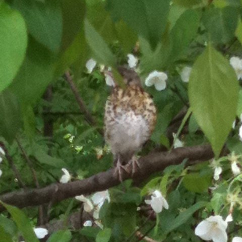 Spotting Image 1