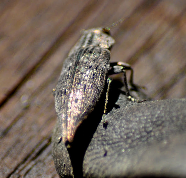 Bronze Birch Borer Project Noah