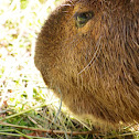 Capybara