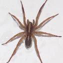 Wolf Spider ♂