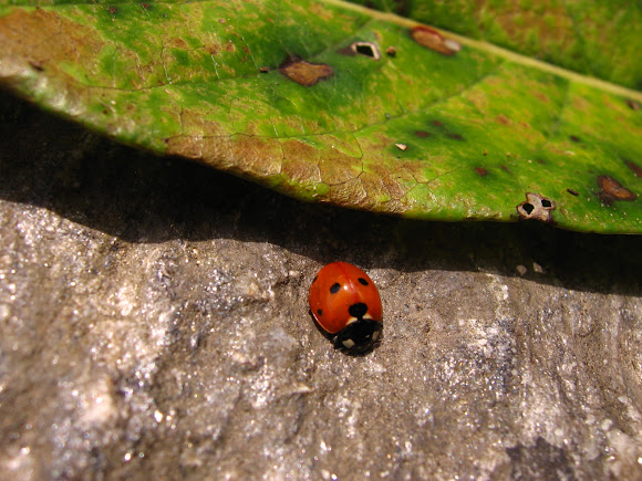 Spotting Image 1