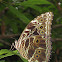 Deidamia Morpho